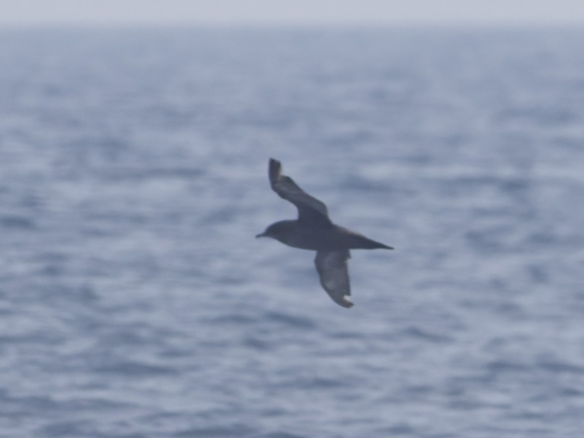 Sooty Shearwater - ML638405427