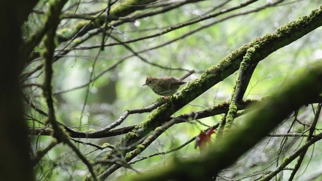 Ovenbird - ML638405485