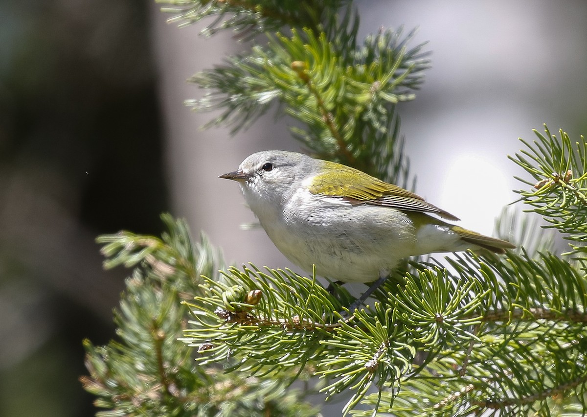 Tennessee Warbler - ML638405512