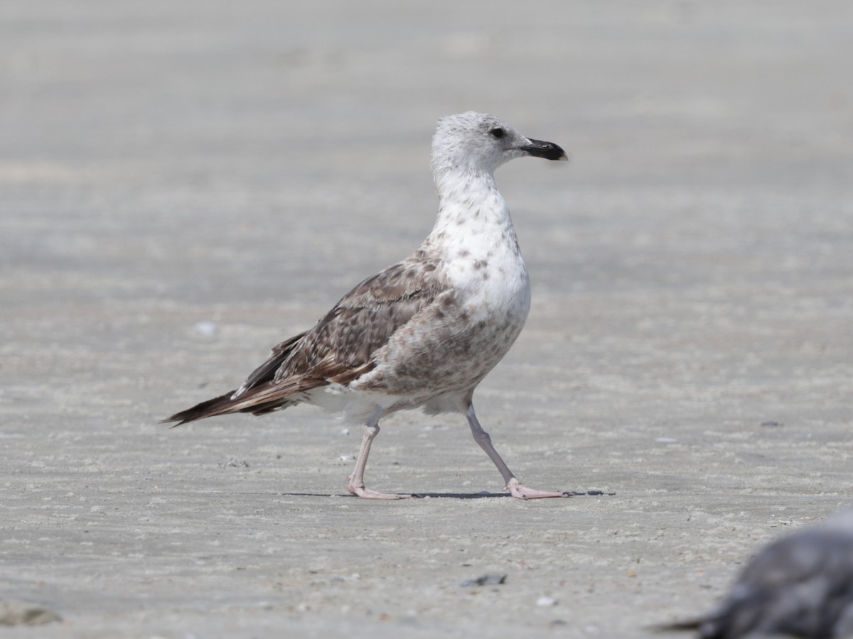 Lesser Black-backed Gull - ML638405514
