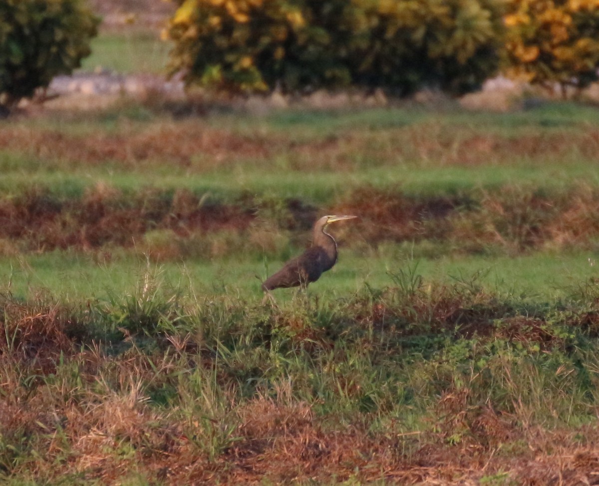 Bare-throated Tiger-Heron - ML638405536