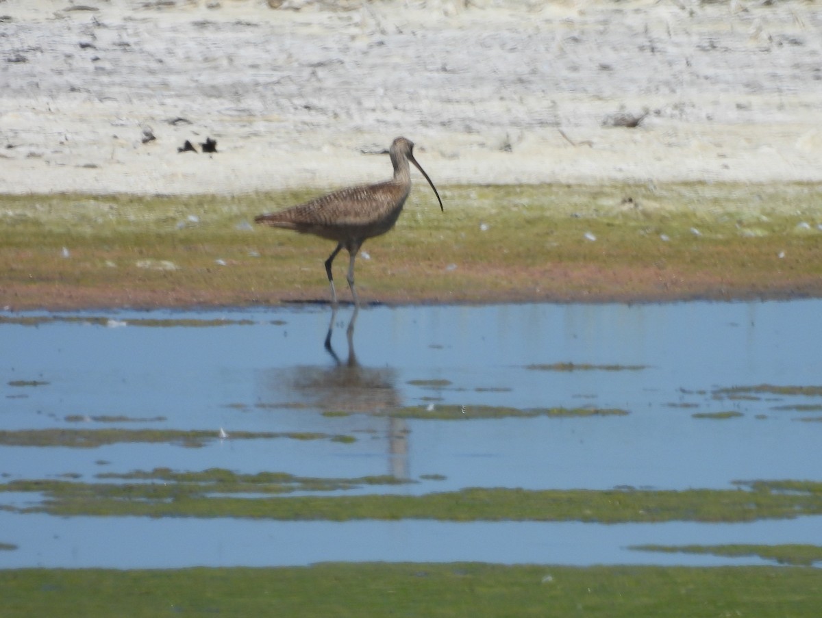 Long-billed Curlew - ML638405550