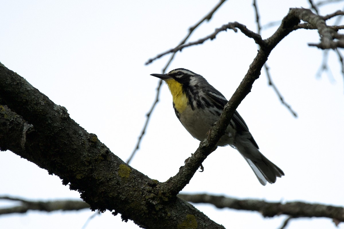 Paruline à gorge jaune - ML638405580