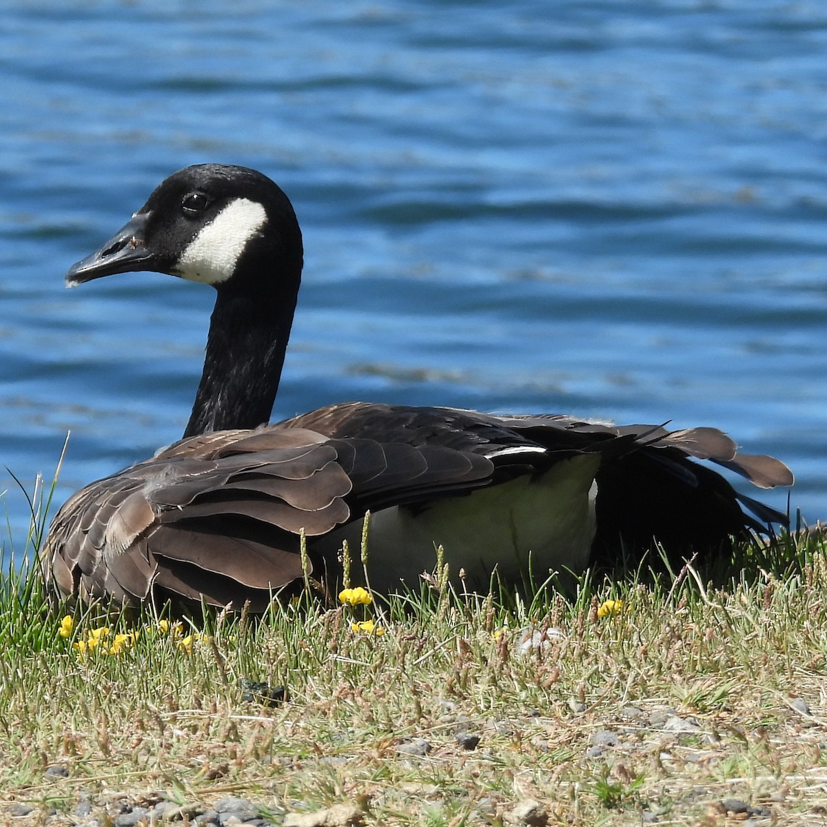 berneška velká (ssp. moffitti/maxima) - ML638405594