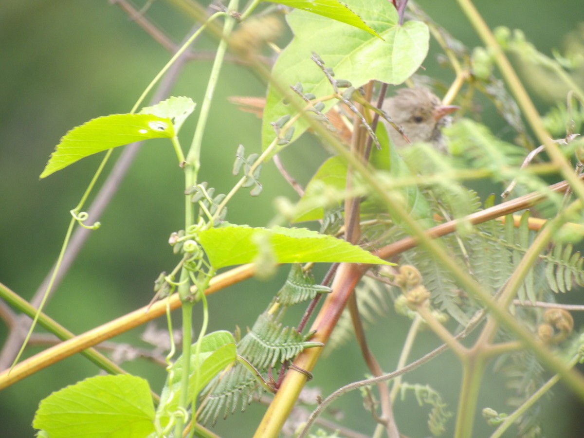 Crested Spinetail - ML638405597