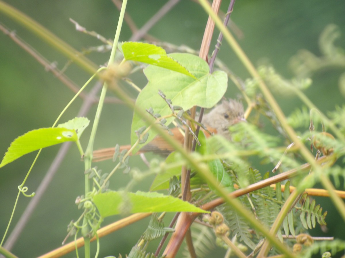 Crested Spinetail - ML638405603