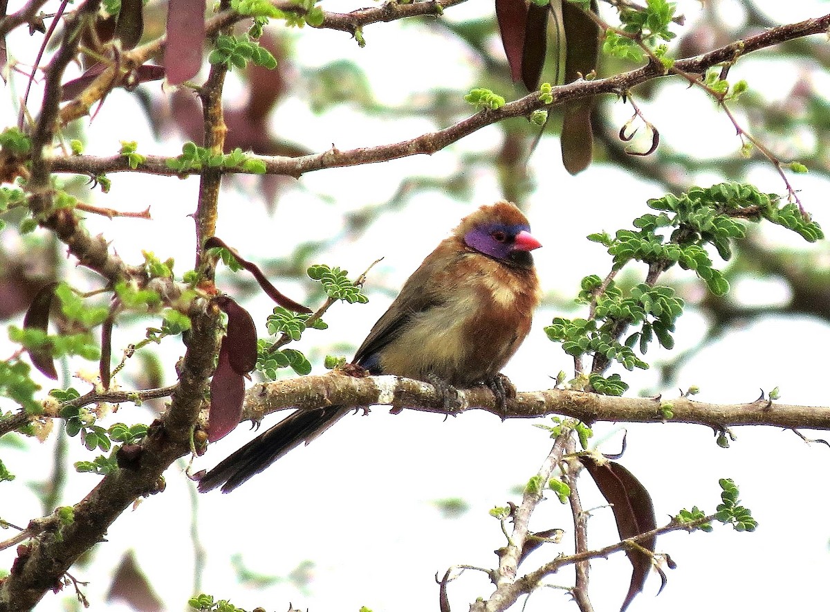 Violet-eared Waxbill - ML638405605