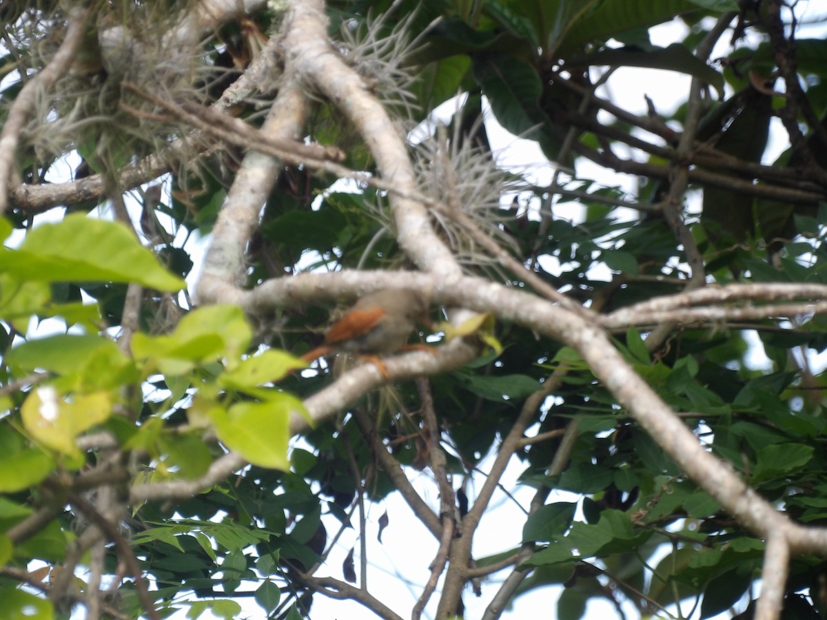 Crested Spinetail - ML638405611