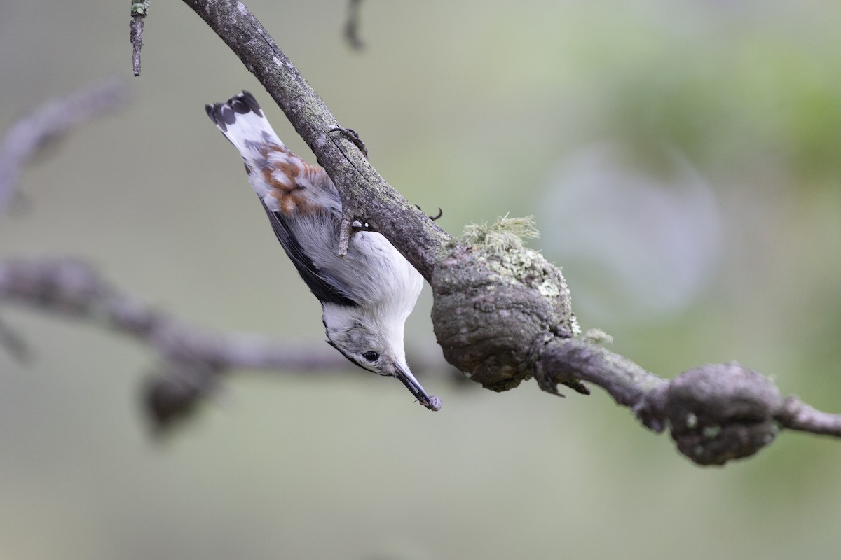 White-breasted Nuthatch - ML638405612