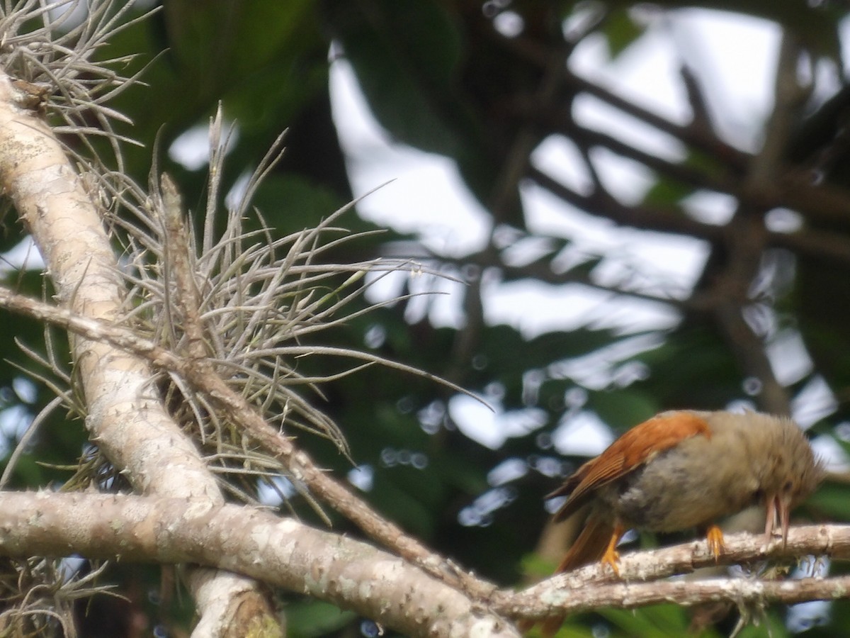 Crested Spinetail - ML638405614