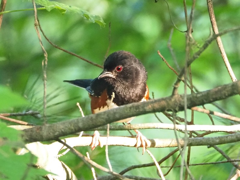 pipilo rudooký - ML638405616