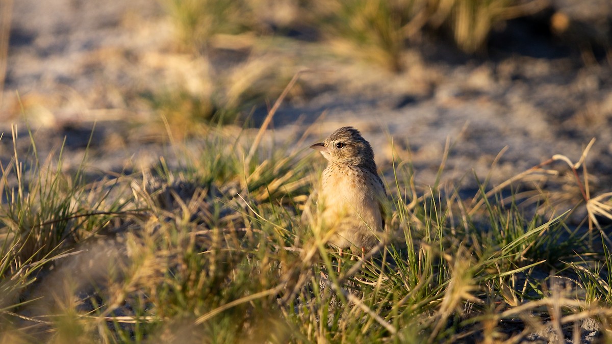 Rufous-naped Lark - ML638405619
