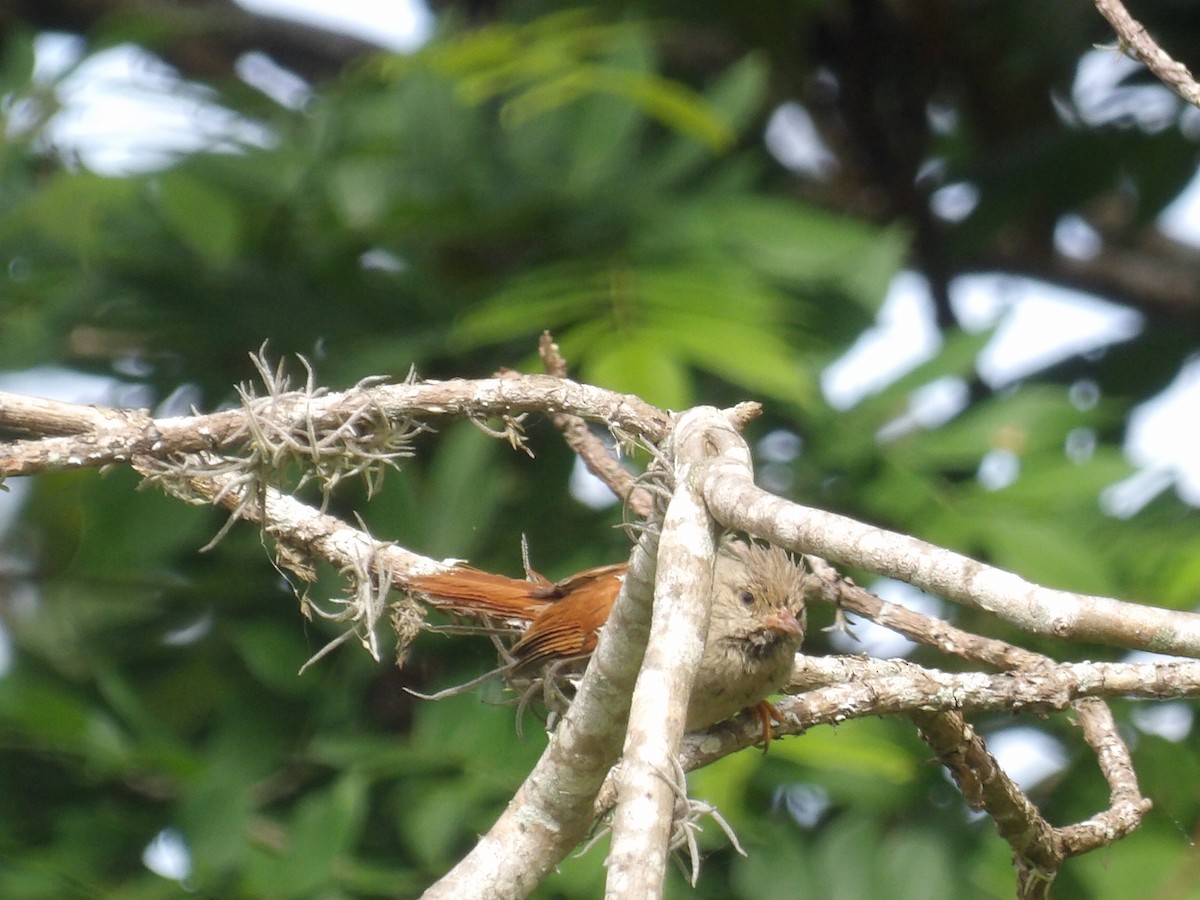 Crested Spinetail - ML638405621