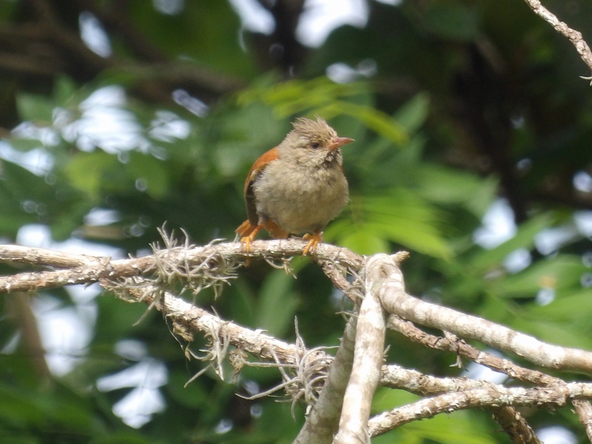 Crested Spinetail - ML638405622