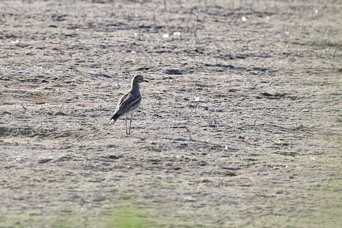 dytík úhorní - ML638405625
