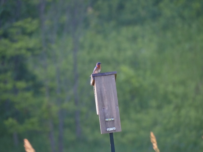 Eastern Bluebird - ML638405628
