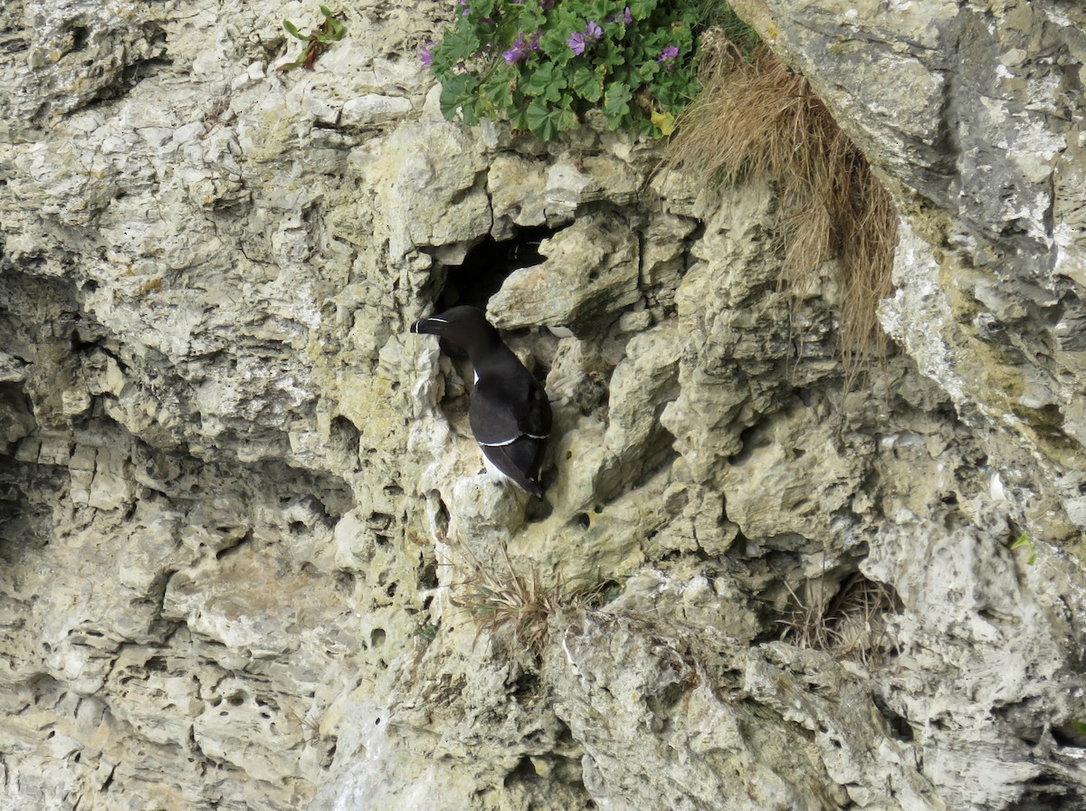 Razorbill - ML638405629