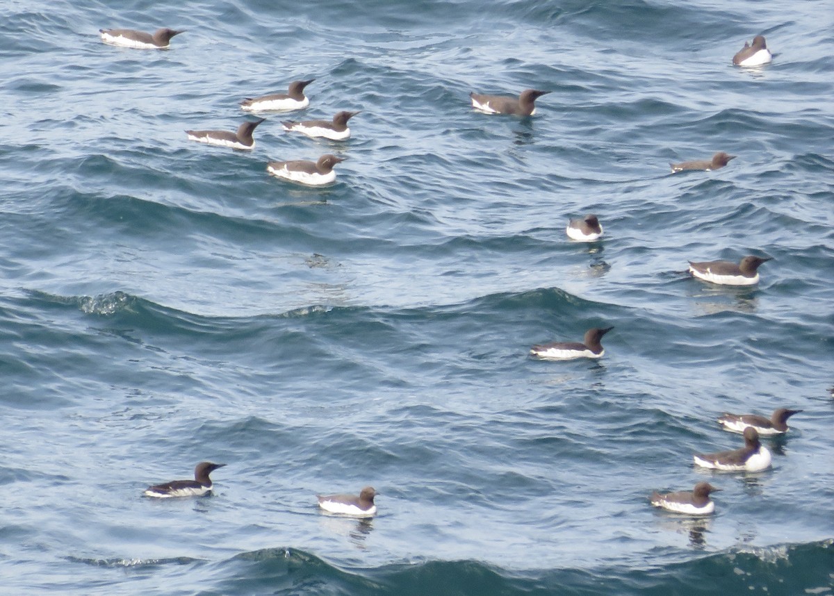 Common Murre - ML638405632