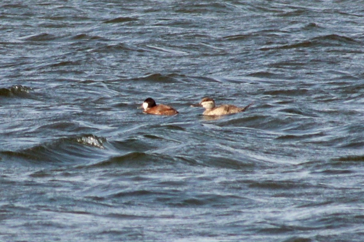 Ruddy Duck - ML638405643