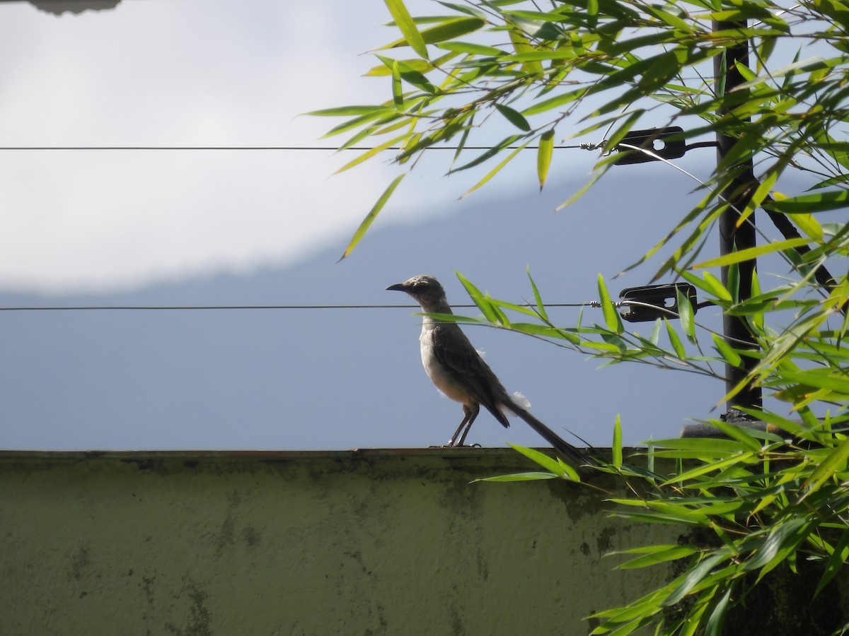 Tropical Mockingbird (Southern) - ML638405645