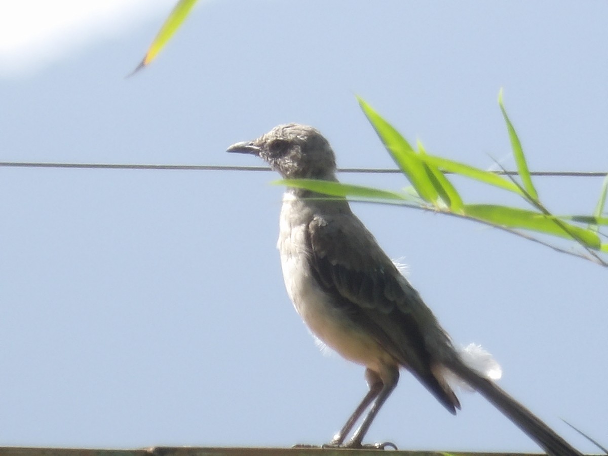 Tropical Mockingbird (Southern) - ML638405646