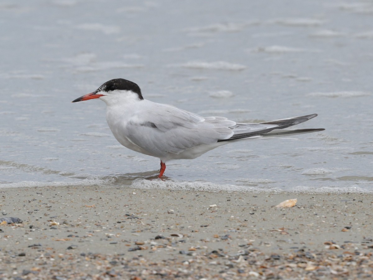 Common Tern - ML638405647