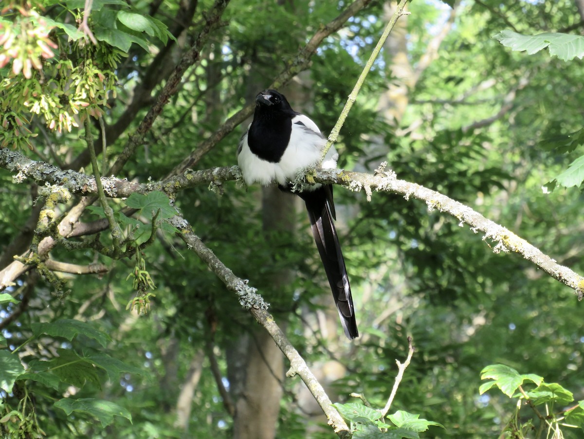 Eurasian Magpie - ML638405649