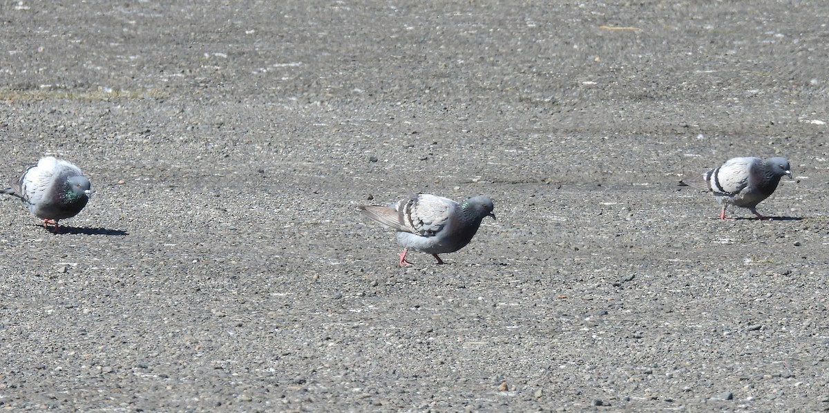 Rock Pigeon (Feral Pigeon) - ML638405650