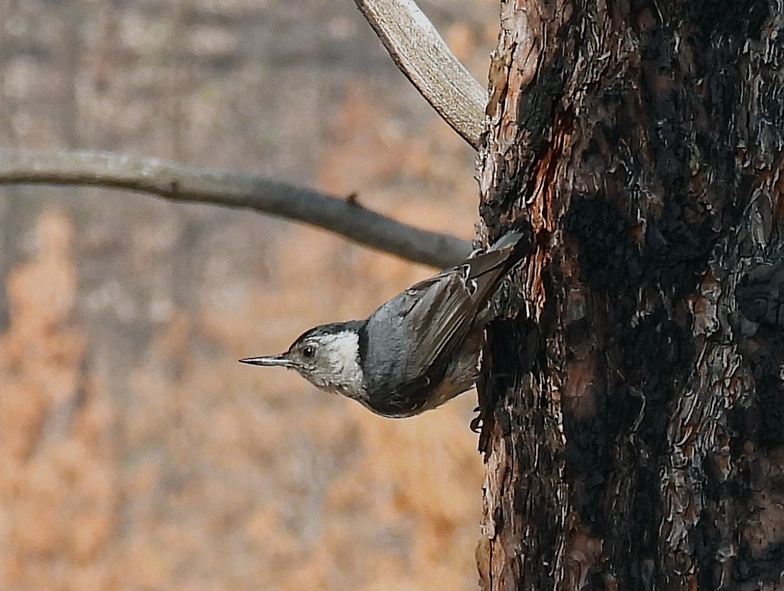 White-breasted Nuthatch - ML638405652