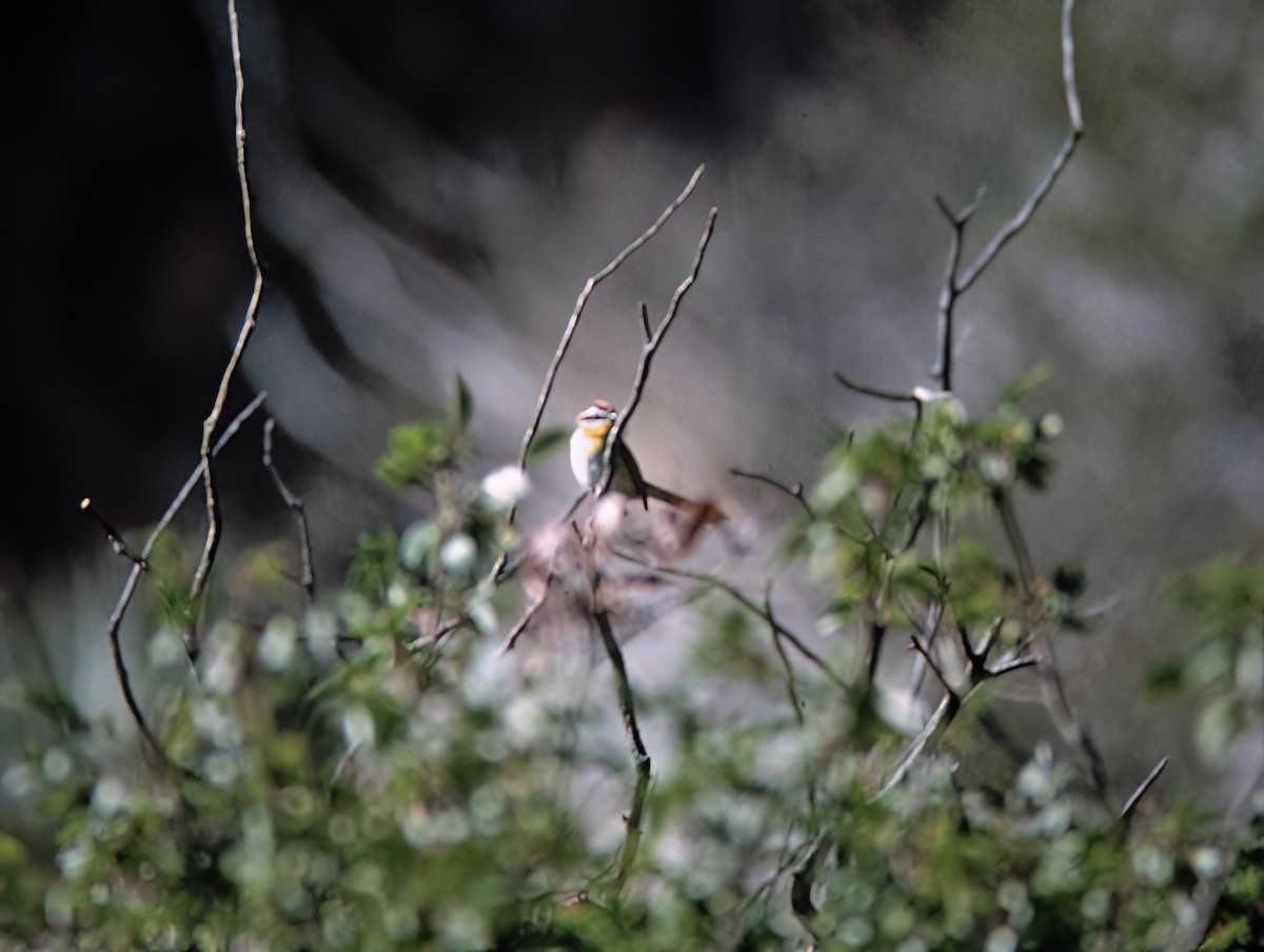 Rufous-capped Warbler - ML638405654