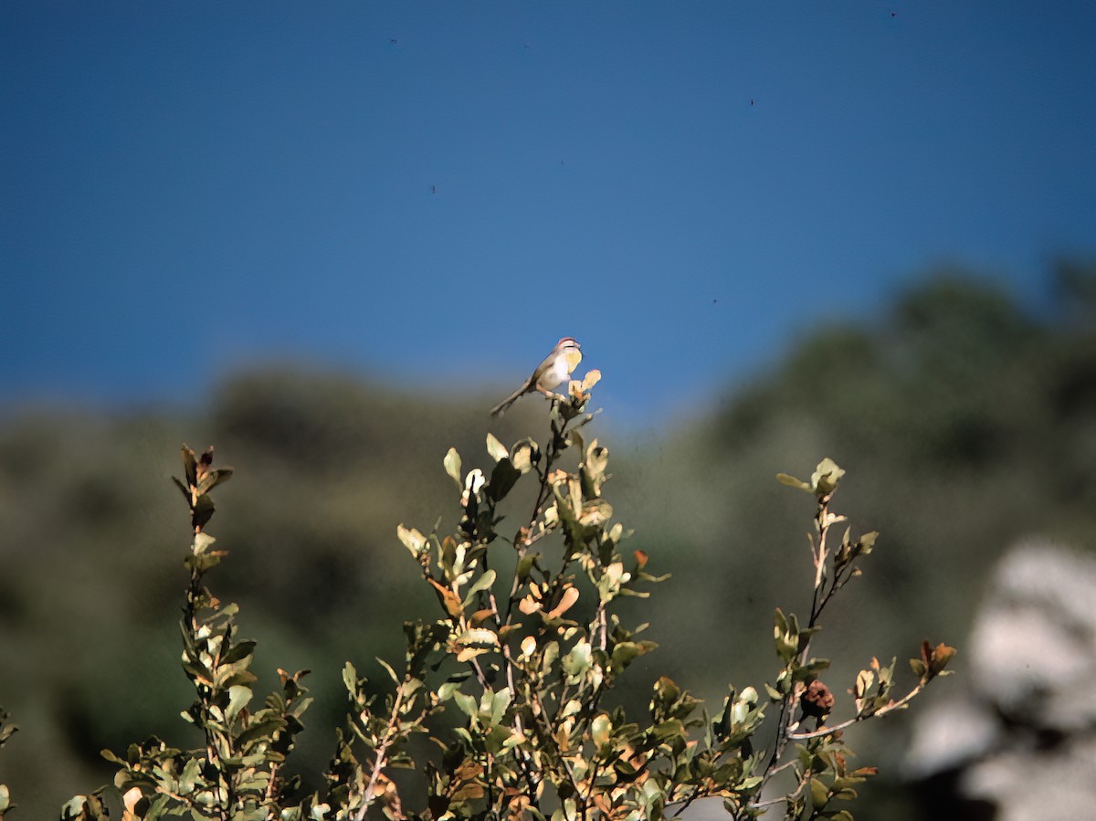 Rufous-capped Warbler - ML638405655