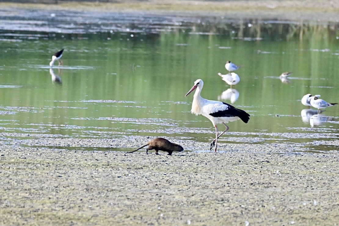 White Stork - ML638405656