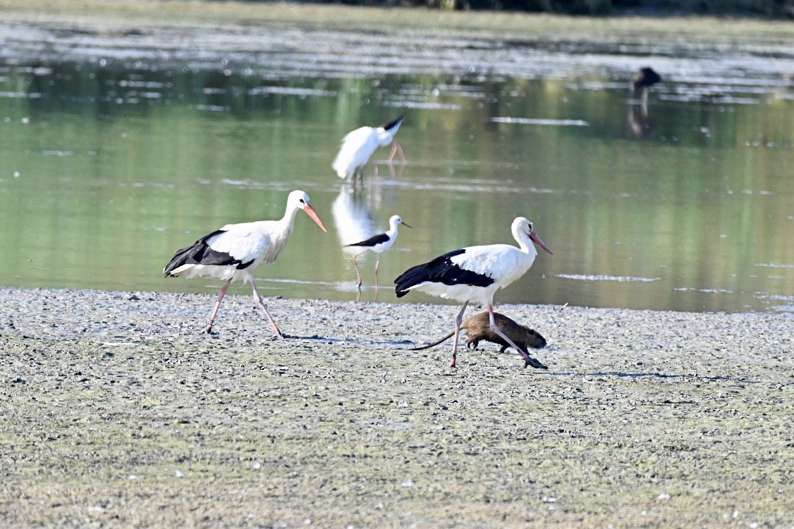 White Stork - ML638405657