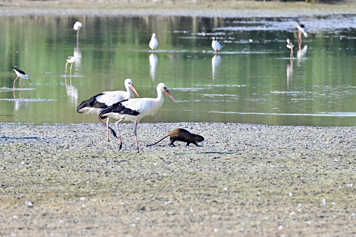 White Stork - ML638405658