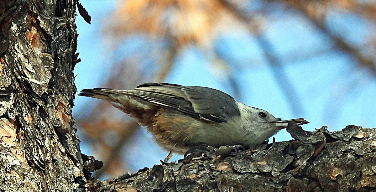 White-breasted Nuthatch - ML638405663
