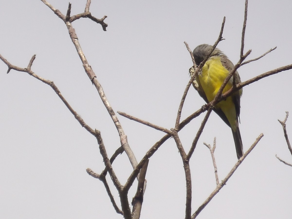 Mouse-colored Tyrannulet (Northern) - ML638405667