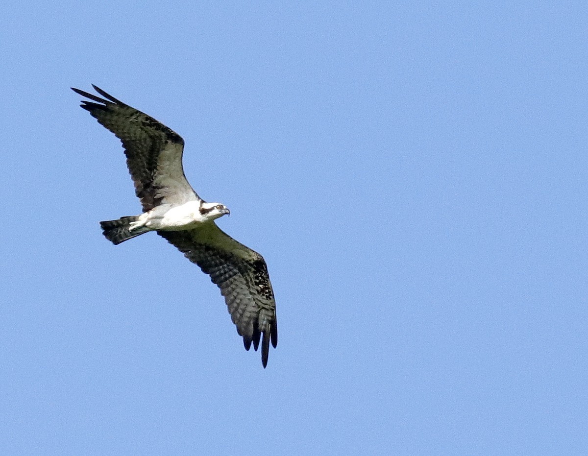 Osprey - ML638405668