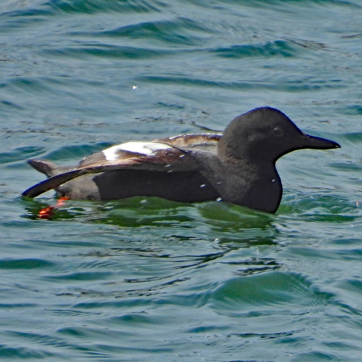 Pigeon Guillemot - ML638405671