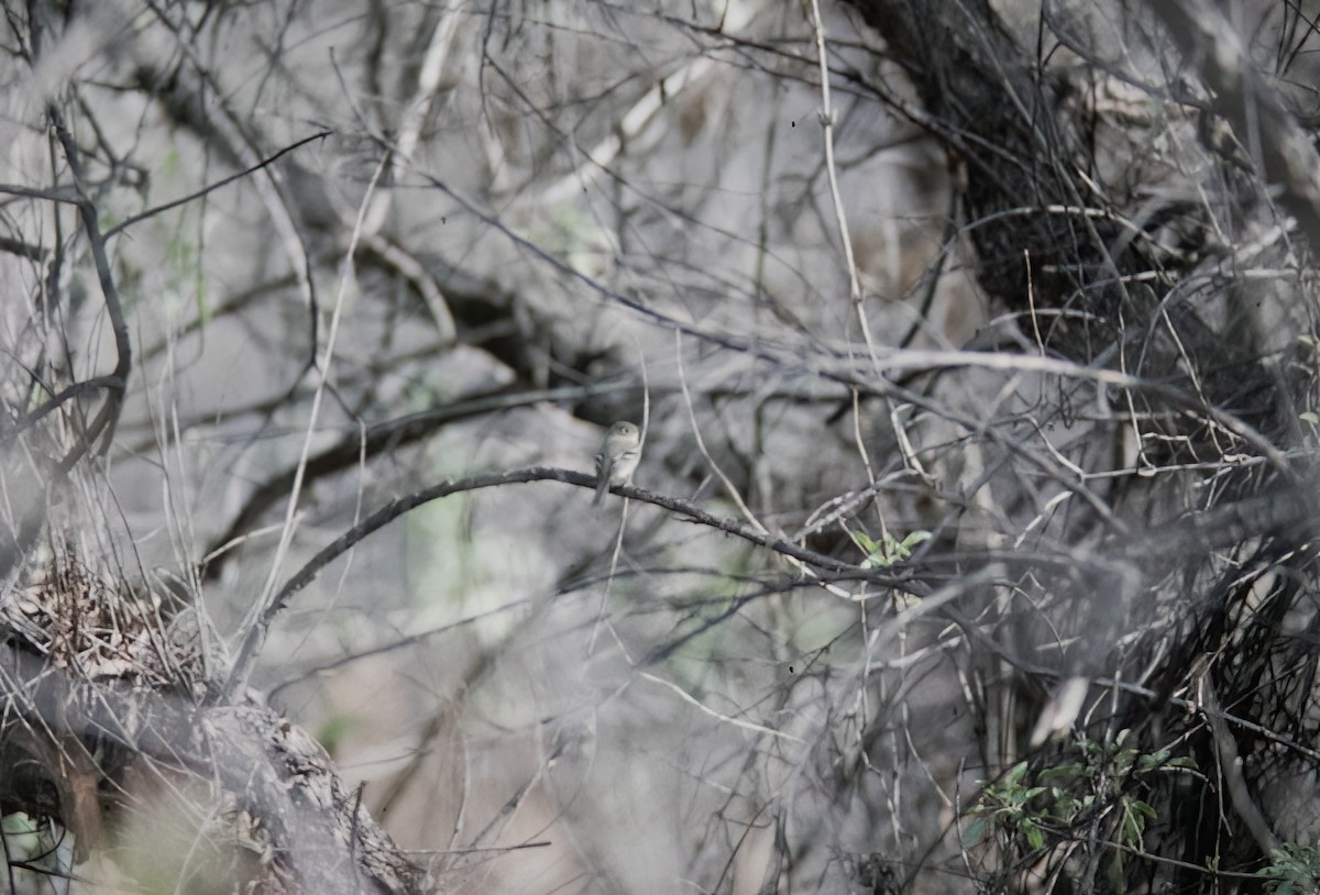 Yellow-bellied Flycatcher - ML638405684