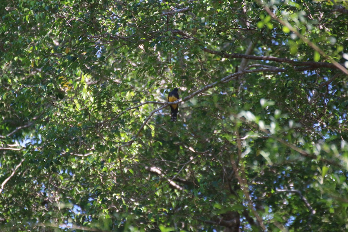 Black-headed Trogon - ML638405724