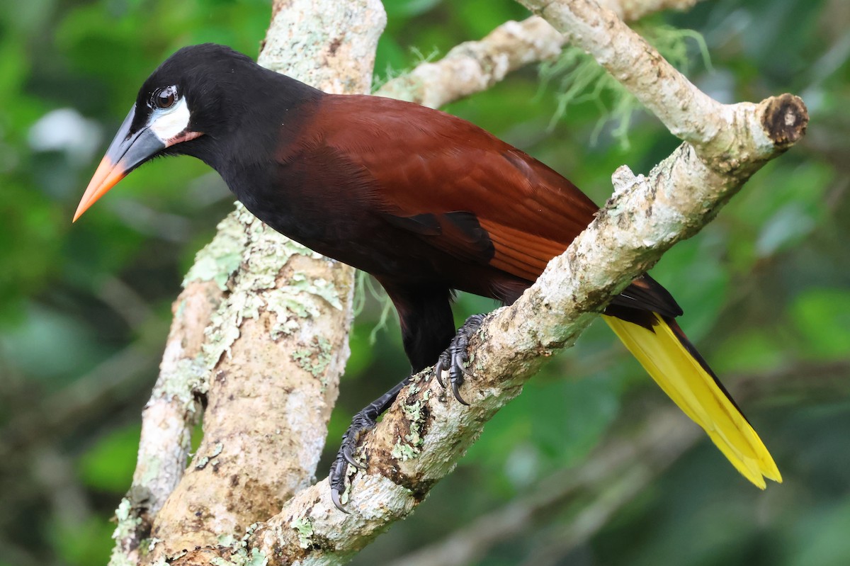 Montezuma Oropendola - ML638405739