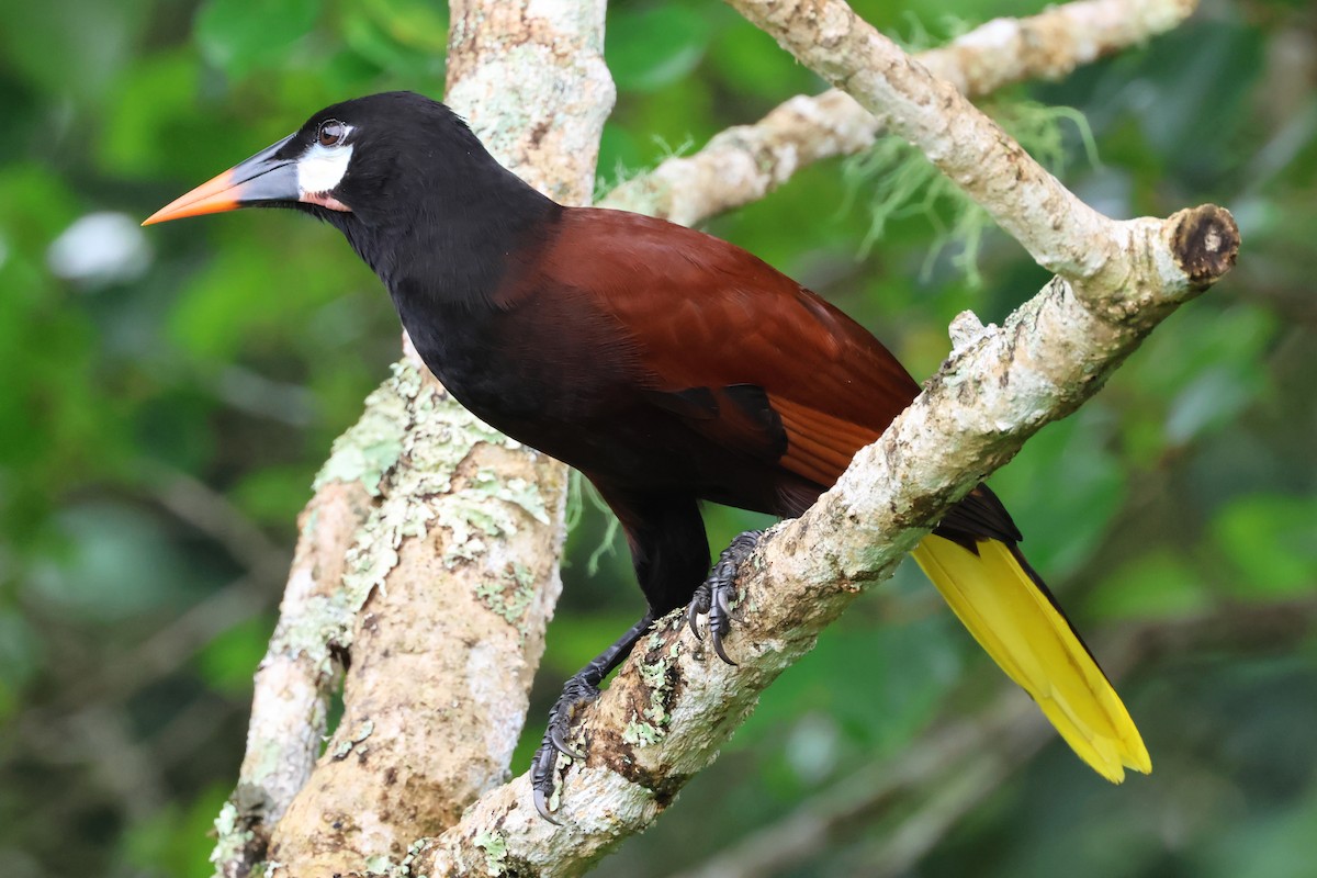Montezuma Oropendola - ML638405740