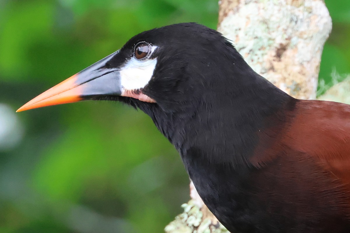 Montezuma Oropendola - ML638405741