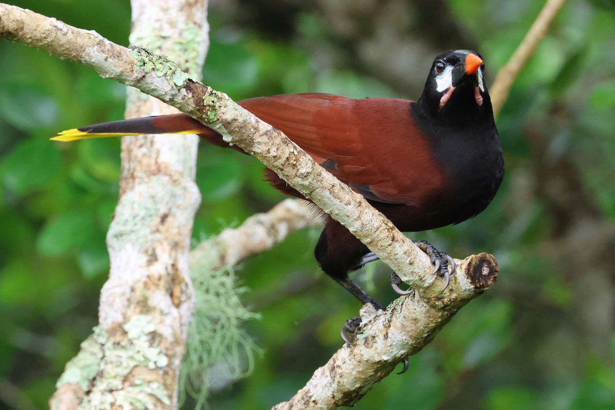 Montezuma Oropendola - ML638405742