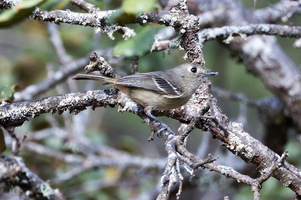 Vireo de Hutton - ML638405743