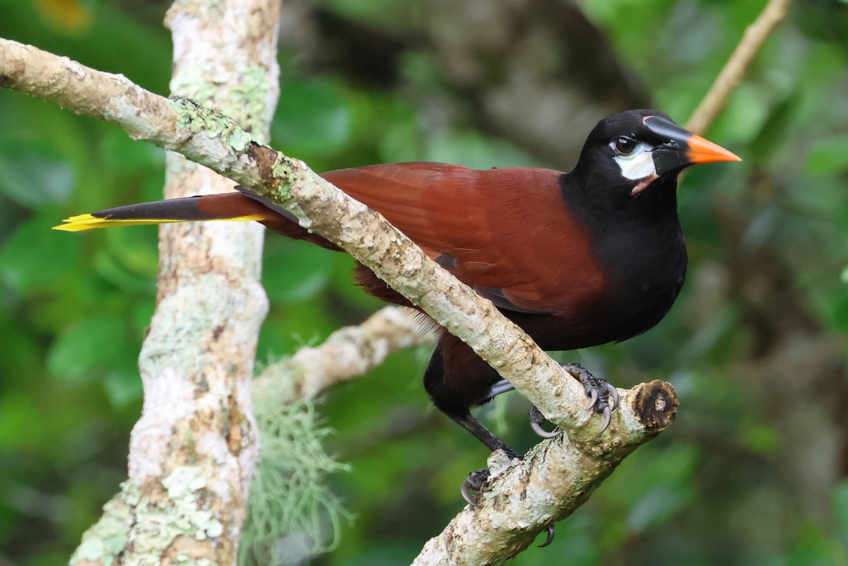 Montezuma Oropendola - ML638405748