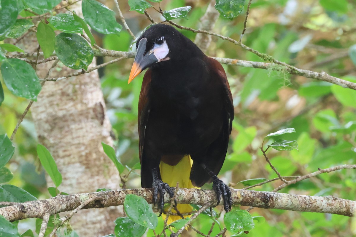 Montezuma Oropendola - ML638405749