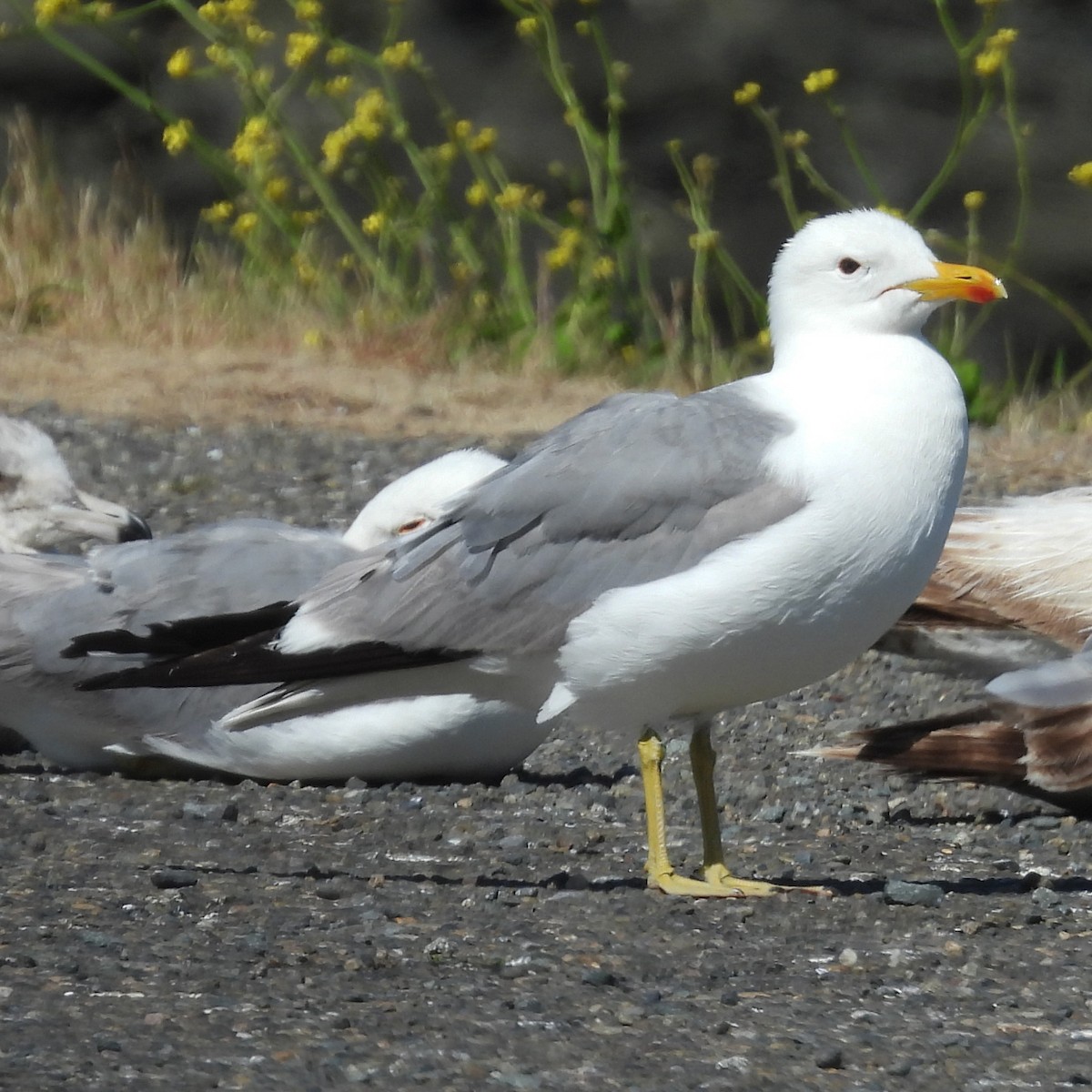 California Gull - ML638405764