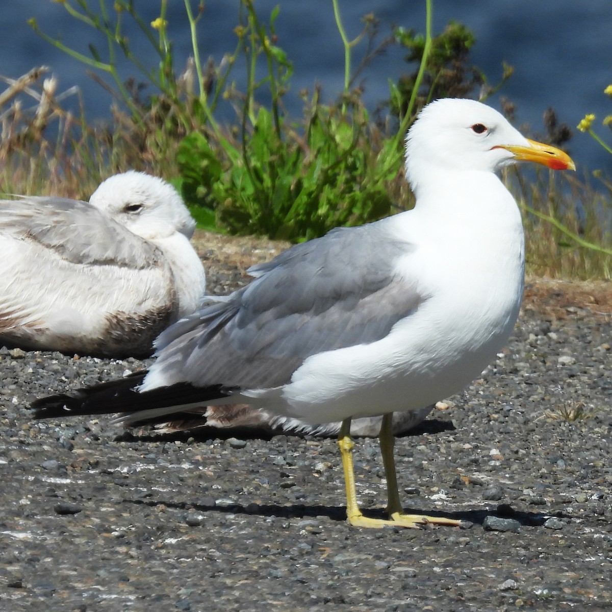 California Gull - ML638405778