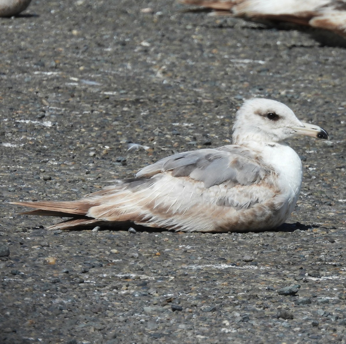 California Gull - ML638405788